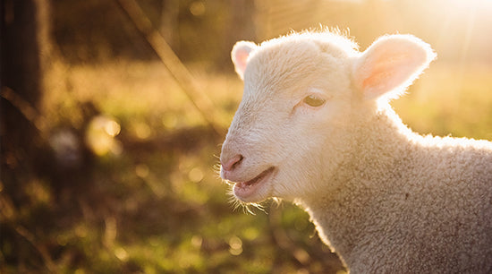 Understanding the difference between Lambswool ...